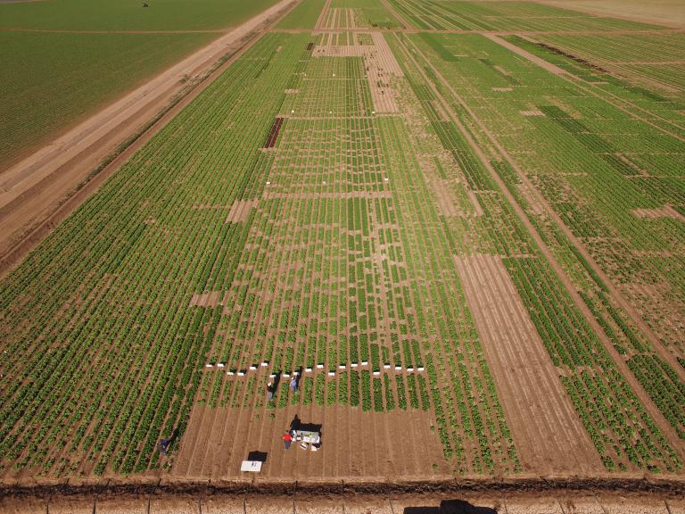 2020 Yuma Fusarium Wilt of Lettuce Field Day