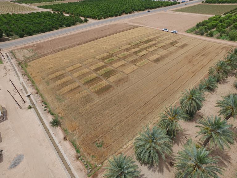Yuma Mesa field trial site