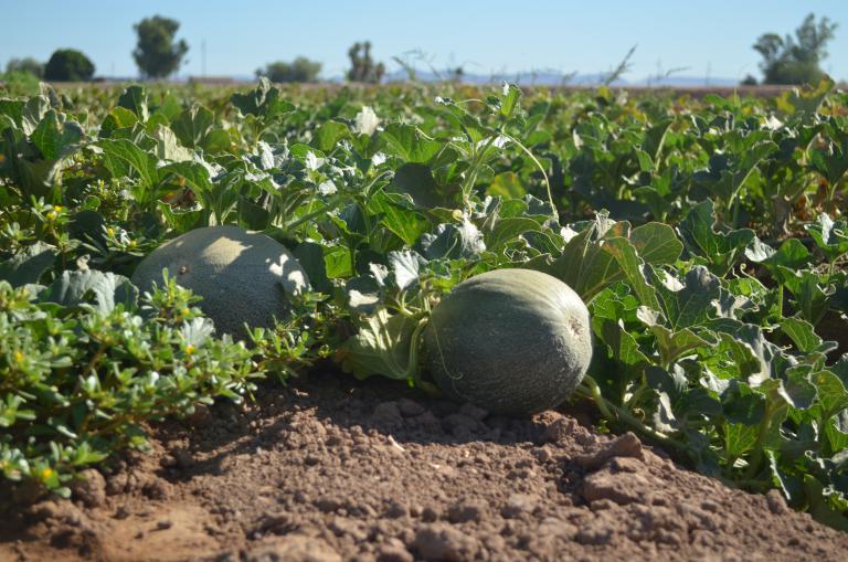 Melon variety growing in Year 3 field trial