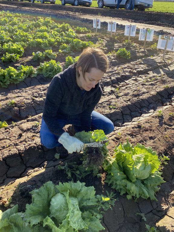 Dr. Stephanie Slinski evaluating a lettuce plant