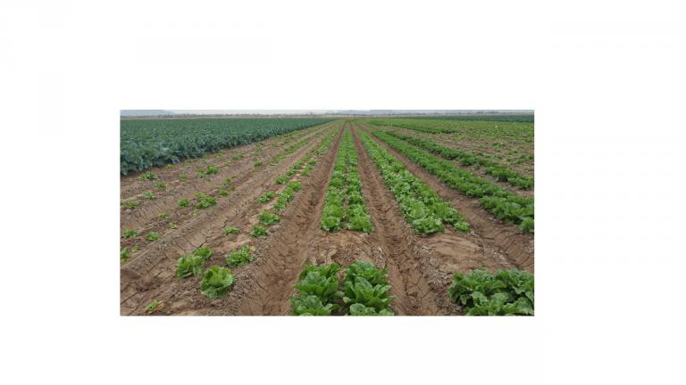 field trials for Fusarium wilt of lettuce